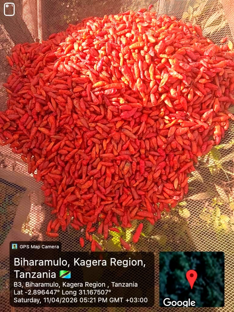 Dried Chilli
