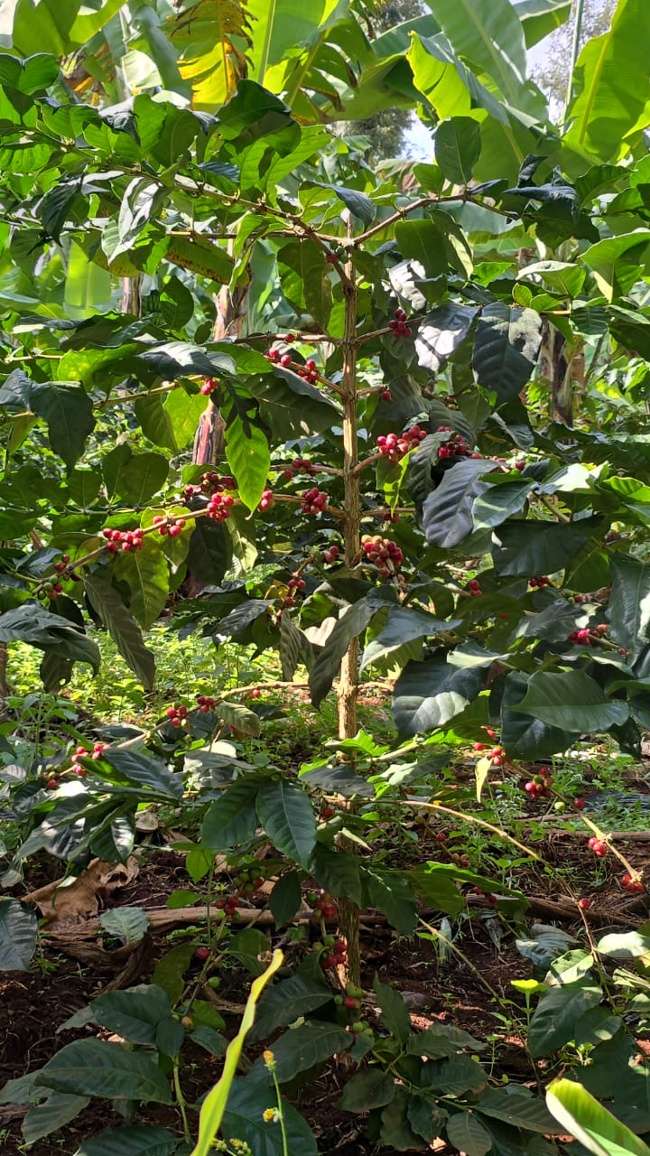 Coffee cherries ripening on a Tanzanian farm