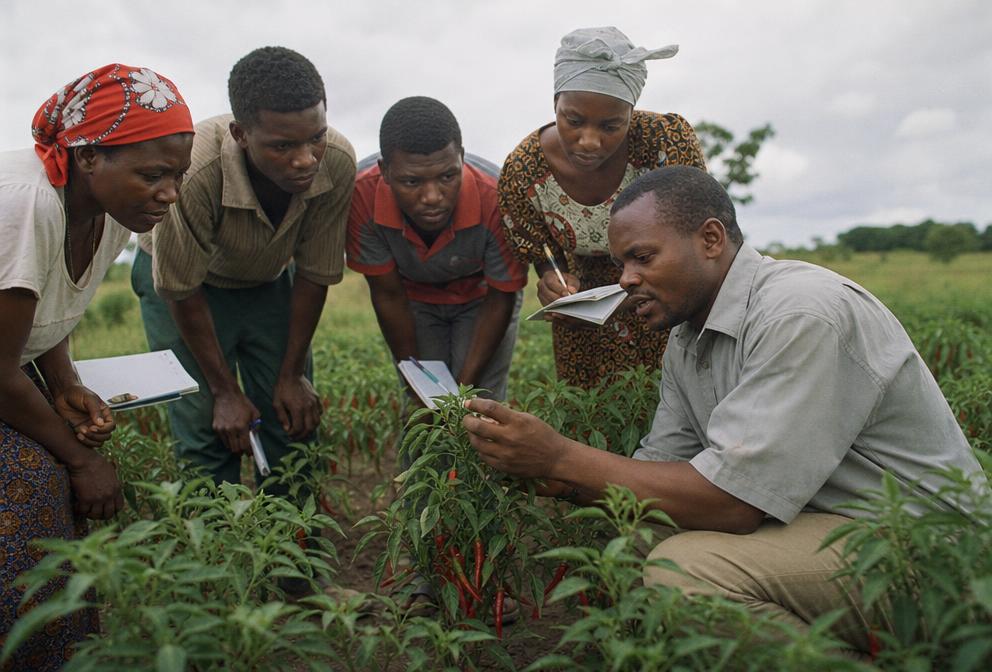 Agronomist training smallholder farmers in a chilli field